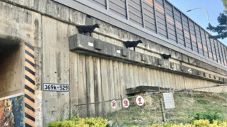高雄鳳山見「三羊排排站」誤以為是裝置藝術　網笑：還好不是在岡山