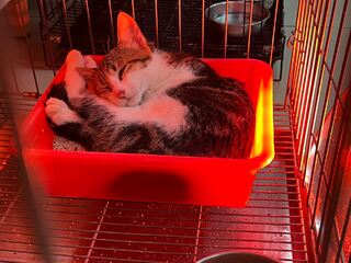 新北動保處「三防護措施」助收容毛寶貝禦寒　獸醫師提醒寵物保暖注意事項