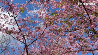 花海大爆發！　高雄桃源區寶山櫻花盛開吸睛