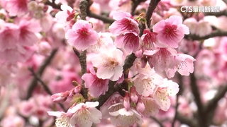 櫻花季繽紛登場！　內湖夜櫻季1/26起跑　光影映花姿