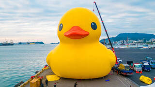 明天「黃色小鴨」回歸愛河灣！　高雄市府打造療癒冬日遊樂園