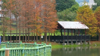 台北市打卡熱點　原住民文化公園落羽松步道
