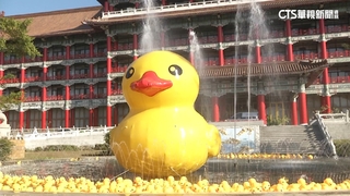 黃色小鴨港都！　周邊飯店.攤商備戰搶商機