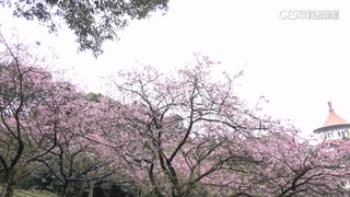 北台灣賞櫻熱點！　淡水天元宮台灣山櫻綻放