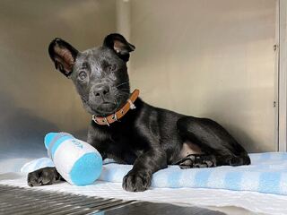 放養黑狗害車禍2次「眼球掉出」 新北動保處：飼主列黑名單、沒入犬隻