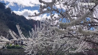 南投李花盛開如雪夢幻　山櫻花海似棉花糖超甜蜜