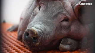 美公司「豬器官移植人體」恐感染！　FDA拒臨床實驗