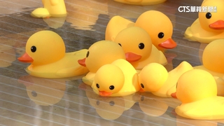 黃色小鴨席捲港都！　動物園每日吸5000人造訪