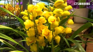 台北花市迎新年！　今湧人潮買花　店家忙翻