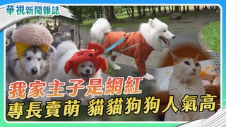 我的主子是網紅 高人氣貓貓狗狗｜華視新聞雜誌