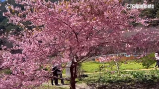 農曆年前櫻花陸續綻放　民眾湧武陵農場搶拍照