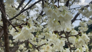 最佳賞花景點在南部　嘉.高.屏花海爭奇鬥豔！