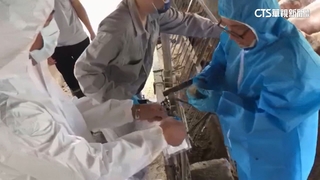 台糖豬肉片遭中市府「檢出瘦肉精」　各單位續追