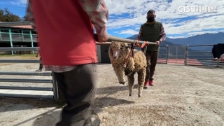 清境農場「咩仔救援隊」　外用藥.擔架救援受傷綿羊