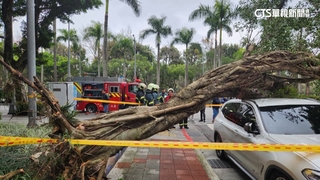 信義區路樹突倒砸人　8旬老婦遭壓腦震盪送醫
