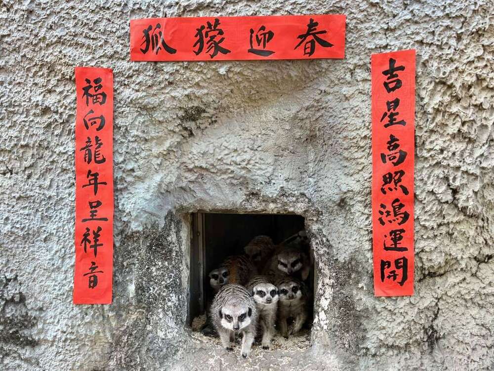 志工蔡志忠大哥揮毫的狐獴春聯。圖／壽山動物園