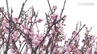 注意交管！陽明山花季登場　平菁街湧賞櫻人潮