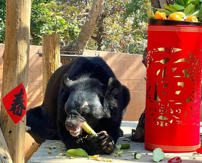 壽山動物園年節加菜了！黑猩猩上演「爆笑小劇場」 把年貨全灑出來 | 華視新聞