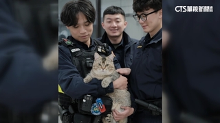 迷路胖貓送警局找主人　協尋特徵「非常重」暴紅