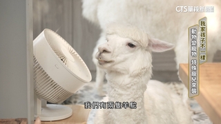 我家孩子不一樣！　養寵物不養小孩　特殊寵兒療癒力