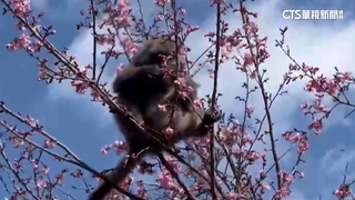 動物過新年！武陵獼猴吃花　海生館企鵝圍爐吃海鮮
