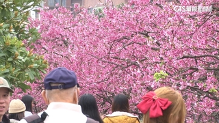 大年初一走春看花趣　東湖樂活公園現賞櫻人潮