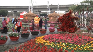 「花在彰化」！走春賞花夯　溪州公園初一湧人潮