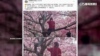 拍美照爬櫻花樹　武陵農場小編怒發文「嚴厲譴責」