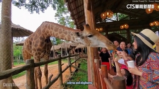 台灣旅客占7成！　免簽.天天直飛成富國島觀光優勢