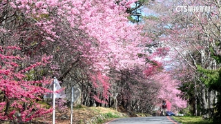 出遊亂象！爬櫻花樹坐樹枝拍照　武陵農場小編譴責