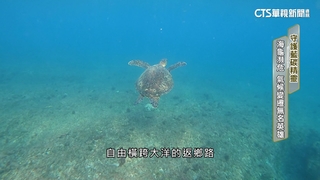 聽見大海的心跳　3億年活化石　海龜返鄉路