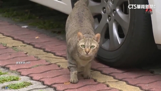 新加坡公宅「禁貓不禁狗」遭議雙標　今年可望廢除