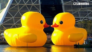 550萬人次朝聖黃色小鴨　情人節合體KISS放閃