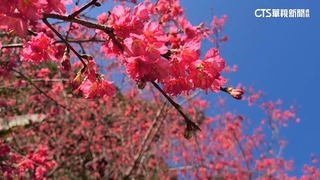 平地櫻花綻放！　雙北.桃宜賞櫻免上山「路線曝光」