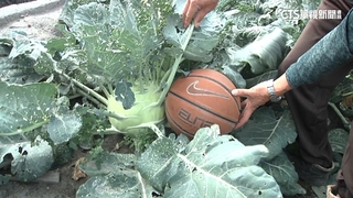 「拋投」巨無霸大頭菜超缺工！　業者6天祭8千元包吃徵才