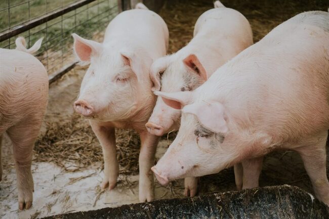 阿爾巴尼亞爆首例非洲豬瘟！ 勿帶豬肉產品入台 | 華視新聞