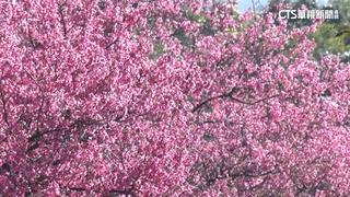 淡水滬尾「櫻花大道」吸睛　民眾攜家帶眷賞櫻.逛市集