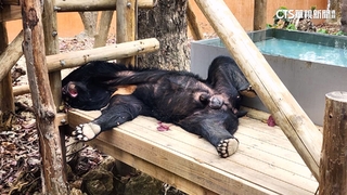 不是工讀生！　壽山動物園黑熊「波比」睡翻超萌