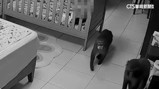 柴山獼猴「侵門踏戶」翻箱倒櫃　孩目擊嚇哭