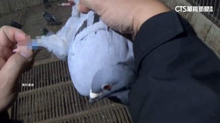 總獎金千萬.賭金破億　擄鴿集團架網捕賽鴿