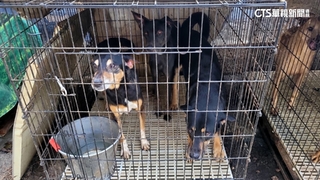 假愛心！愛爸不當養134隻狗貓　遭查「早有違規紀錄」