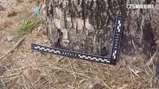 彰化「溪湖糖鐵國家綠道」　30路樹疑遭注毒枯死