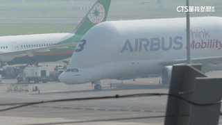 全球僅5架！空巴「大白鯨」現身桃機　航空迷搶拍
