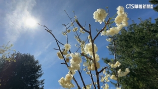 台日櫻花緣！　櫻花小仙子vs.櫻花女王跨世代同框