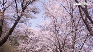 日韓賞櫻團價差近一倍　旅行社曝「機票」最大主因