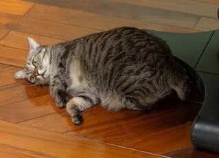 2/22日本「貓之日」！登推特熱搜　蔡英文Threads曬「蔡想想」