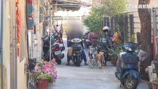 愛狗阿伯騎車「牽四狗」　民眾笑：台灣版雪橇犬拉車