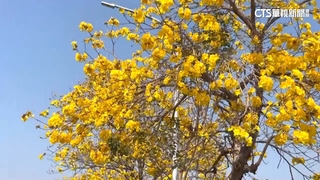 彰化風鈴木大道亂象多　民眾「擺拍」趴路中騎士氣炸