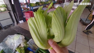 最難吃菜「芥菜」免費採　大廚教汆燙去苦增賣相