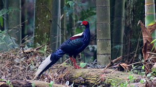藍腹鷴對鏡頭跳精彩求偶舞　珍貴畫面相機近距離全紀錄